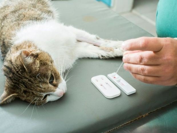 Médico-veterinário realizando teste rápido em felino